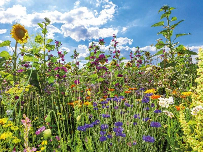 La faune et la flore du jardin