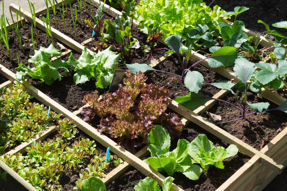 Potager Daniel Moquet