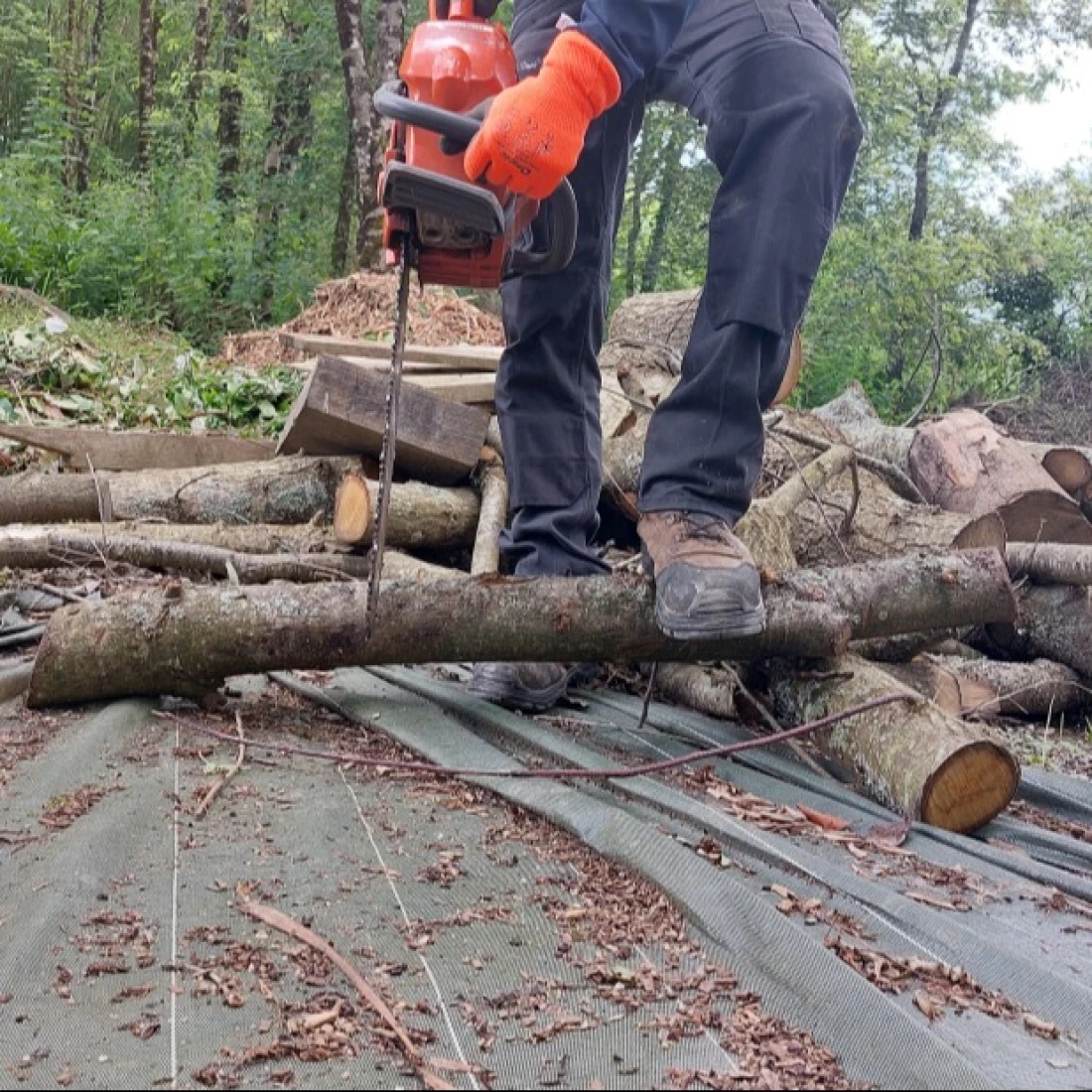 Tailler et prot&eacute;ger sa maison  des feux de for&ecirc;t