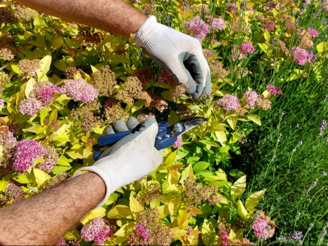 Taille Daniel Moquet Jardin