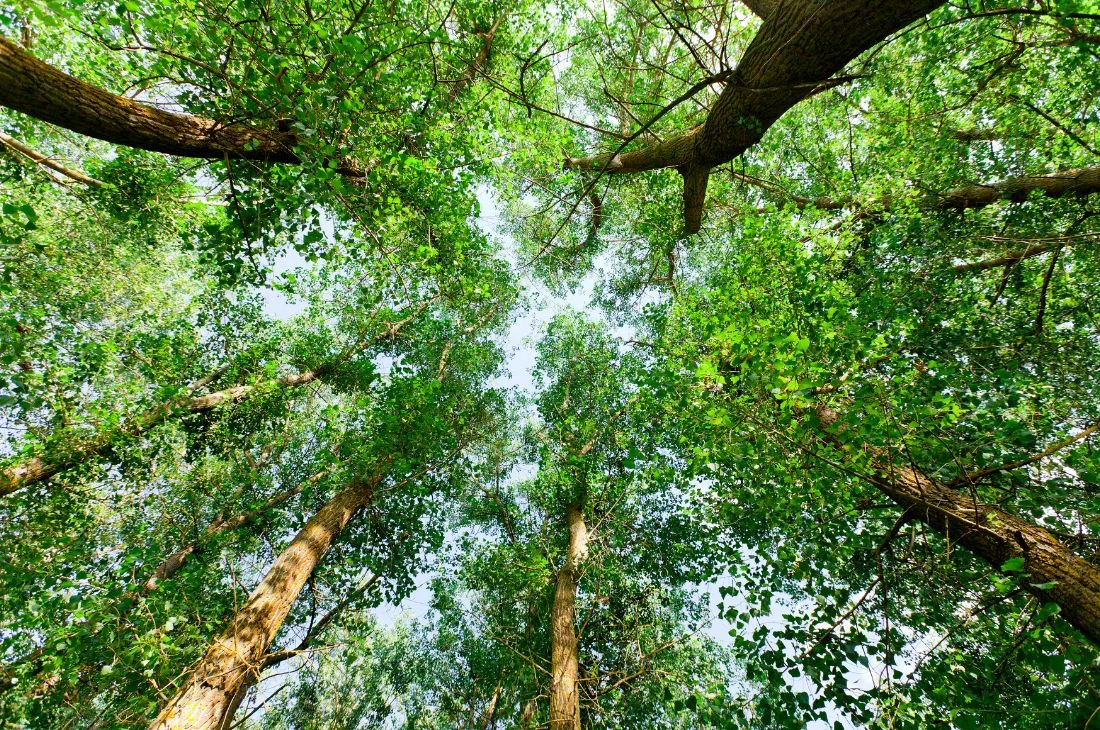 Foret Arbre Daniel Moquet