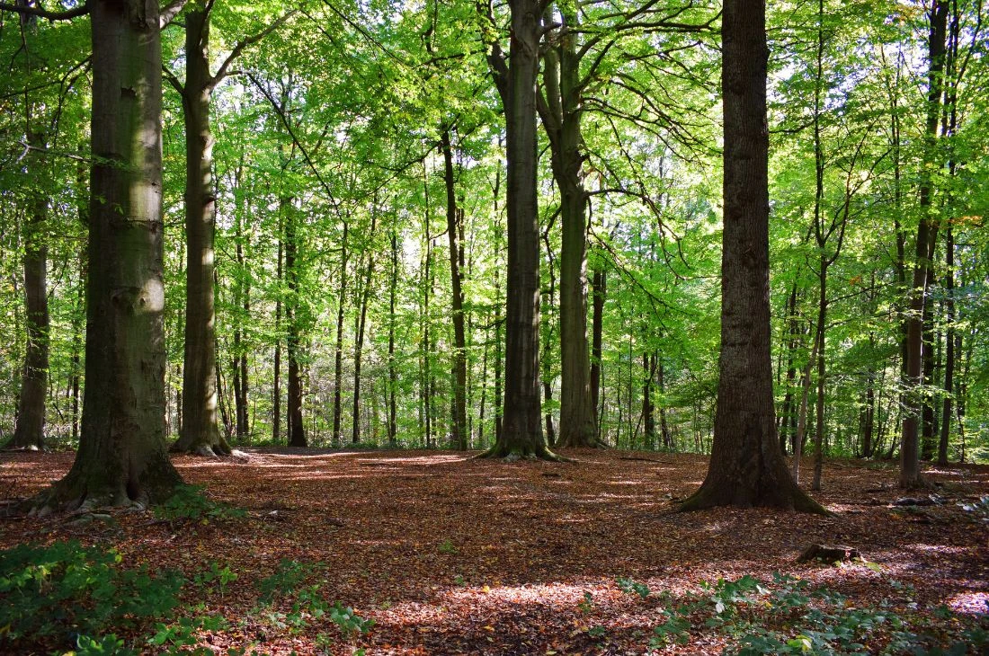 Pourquoi l&rsquo;&eacute;corce est une partie vitale pour l&rsquo;arbre ?