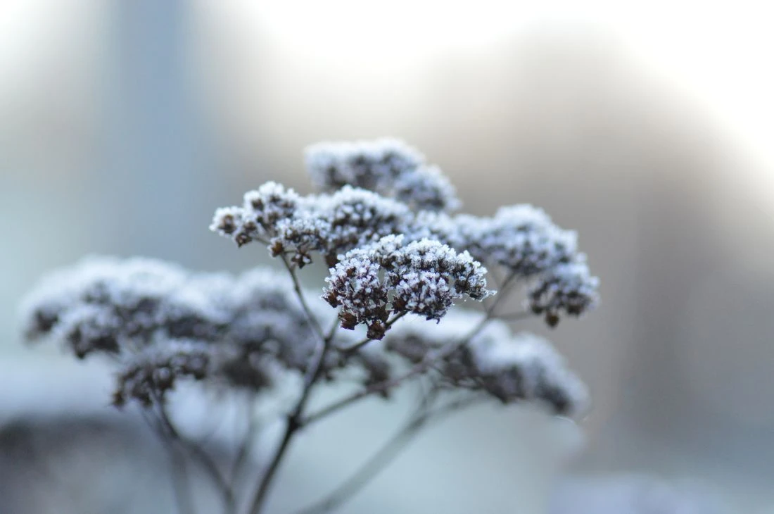 Jardin Daniel Moquet Gel Plantes