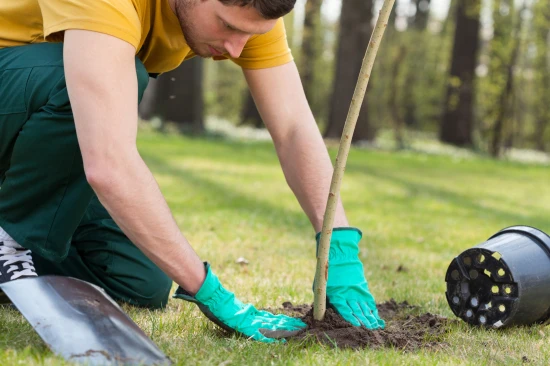 Pourquoi est-il pr&eacute;f&eacute;rable de planter les arbres fruitiers &agrave; l'automne ? 