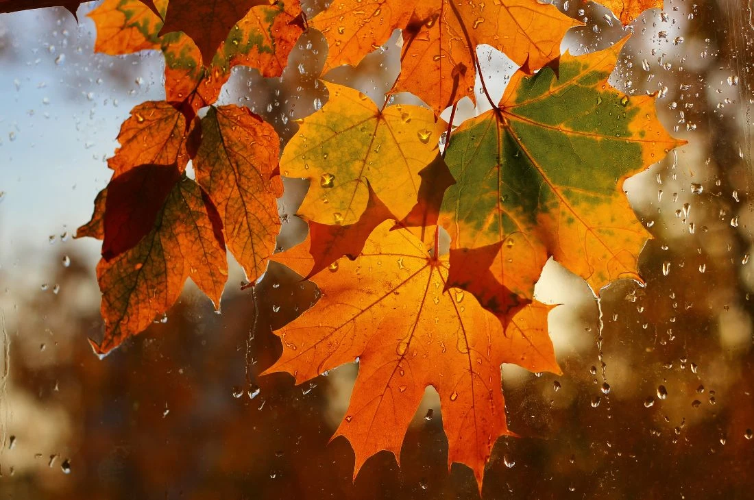 Pourquoi les feuilles changent de couleur &agrave; l'automne ?