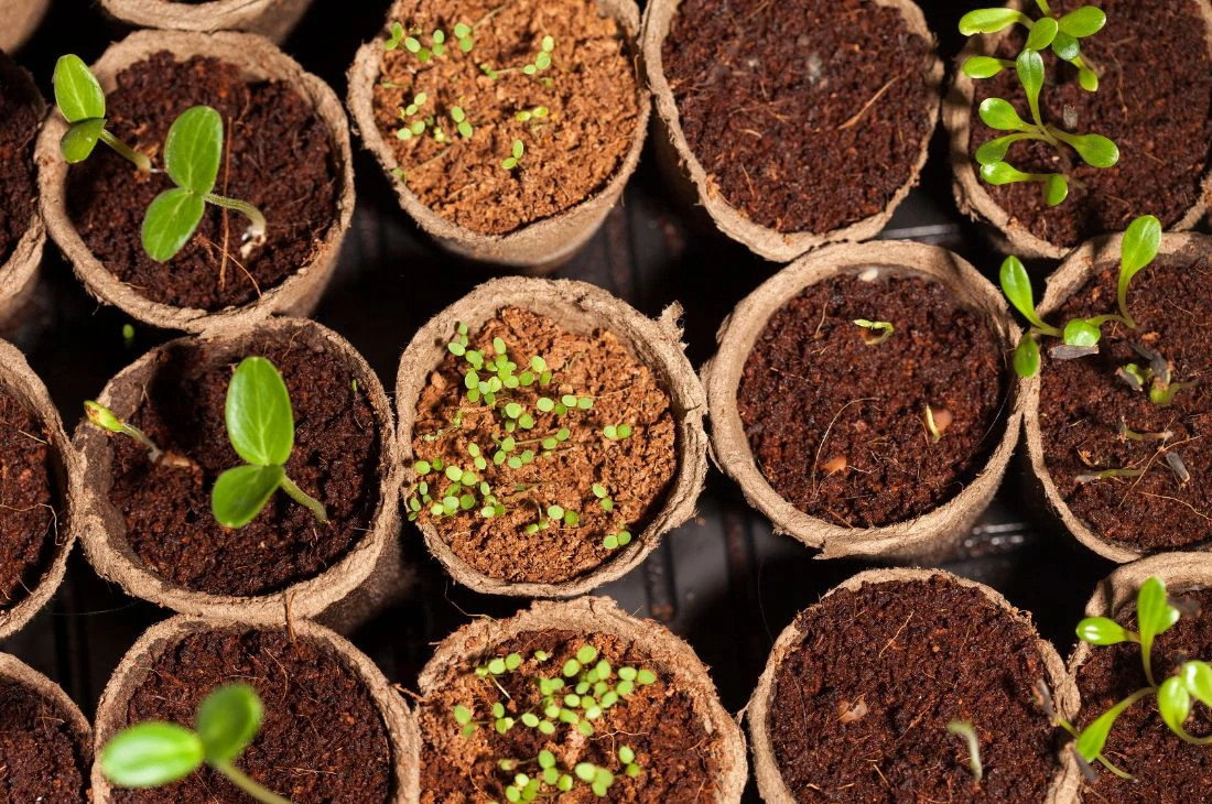 Daniel-Moquet jardin potager