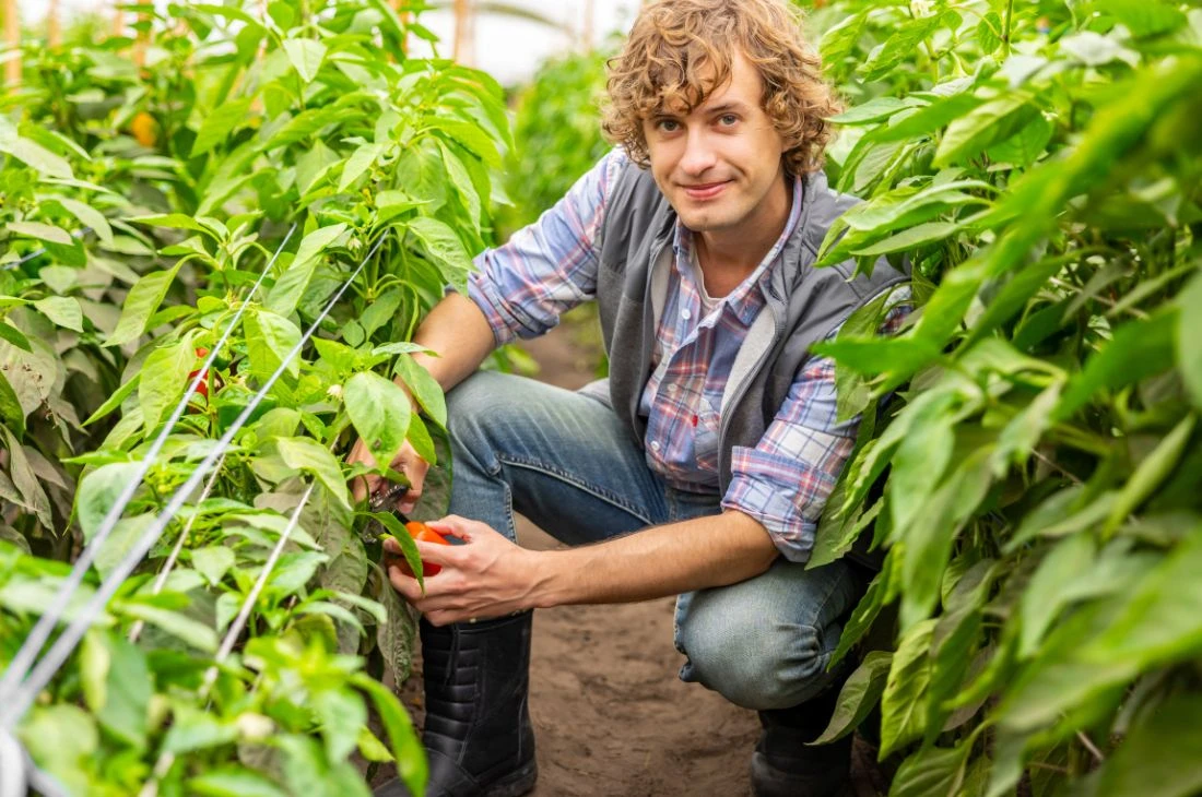 Daniel-Moquet jardin potager tomates