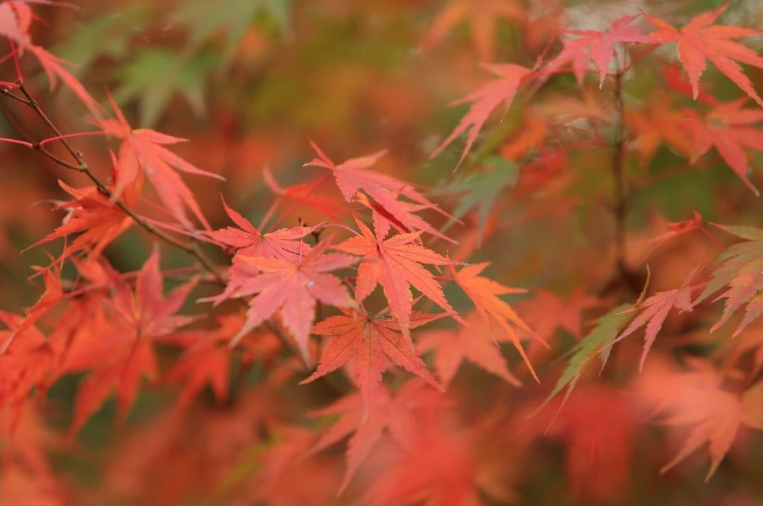 Daniel-Moquet jardin arbre