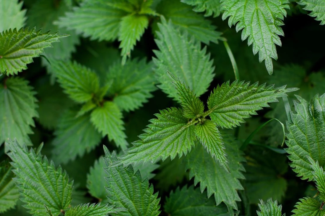 Orties Daniel Moquet