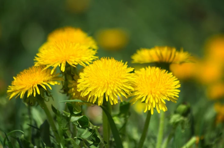 Pissenlit Daniel Moquet 