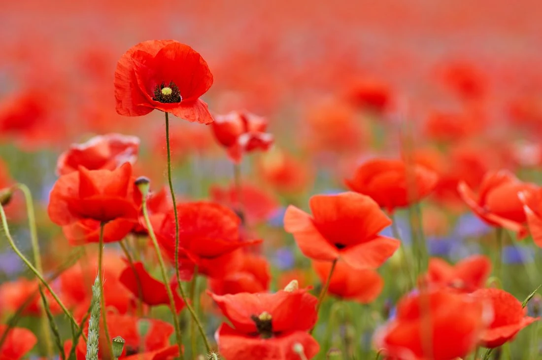 Coquelicot Daniel Moquet