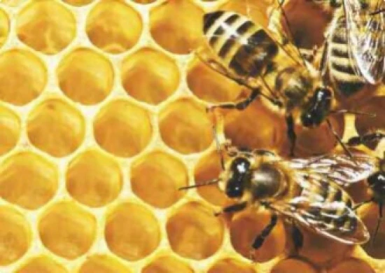 Daniel Moquet jardin fleurs nature abeilles