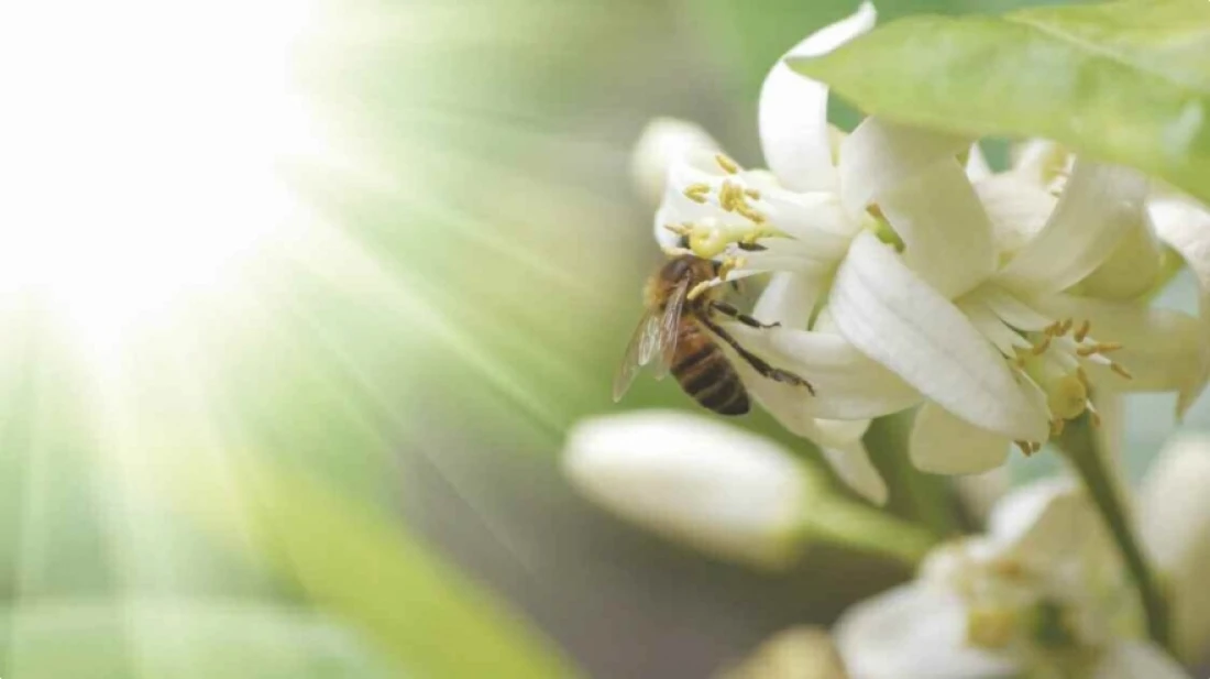 Daniel Moquet jardin abeille nature fleurs