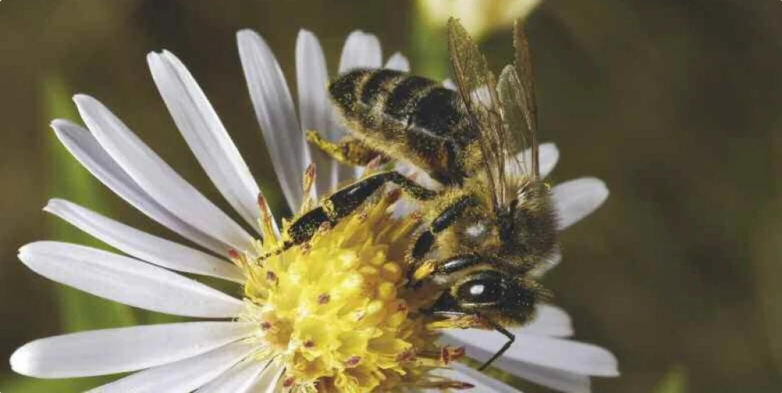 Daniel Moquet jardin abeille nature fleurs
