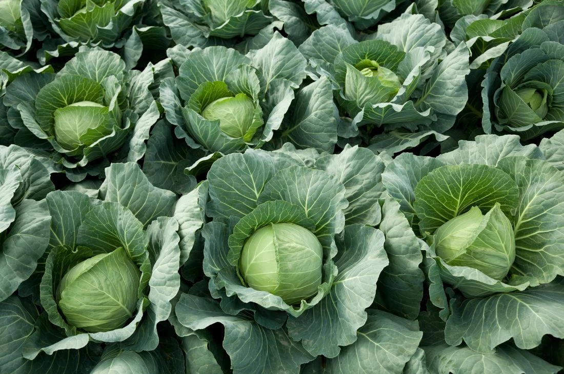 Potager Jardin Daniel Moquet