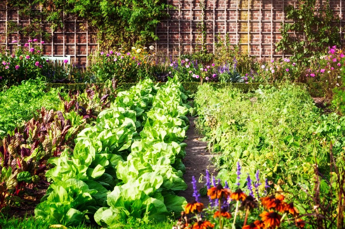 Potager Jardin Daniel Moquet
