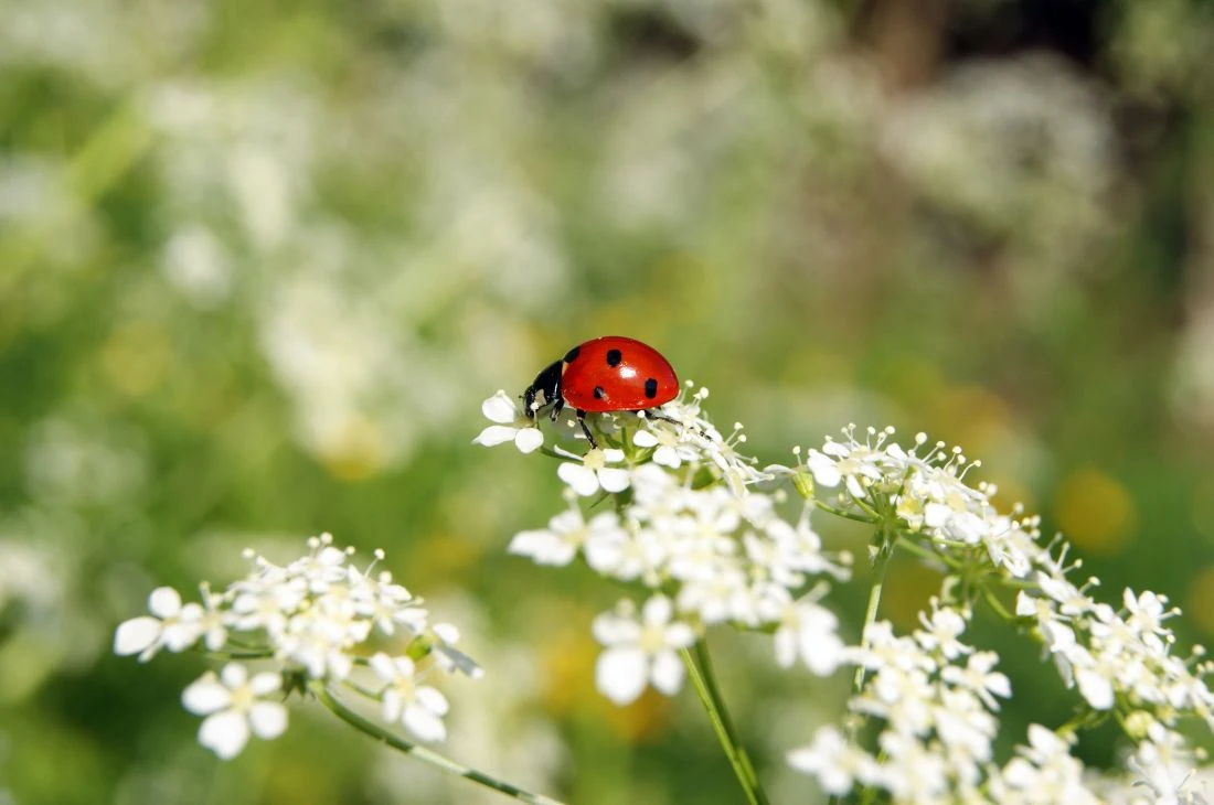 Daniel Moquet jardin insectes