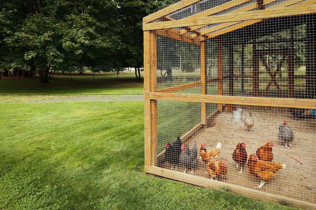 Daniel Moquet jardin enclos poules 