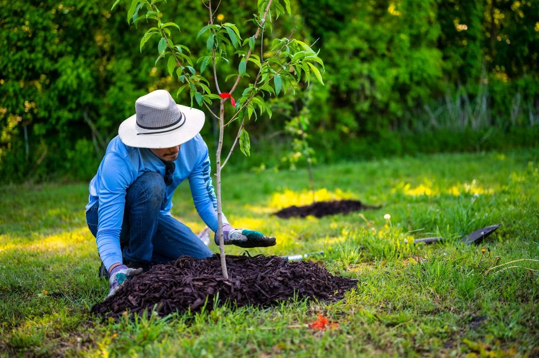 Daniel Moquet jardin plante replantation