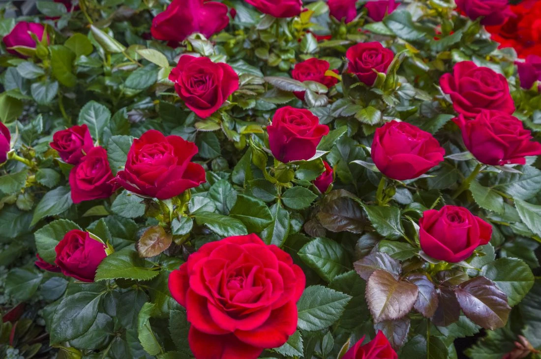 Daniel Moquet jardin rosier plantation