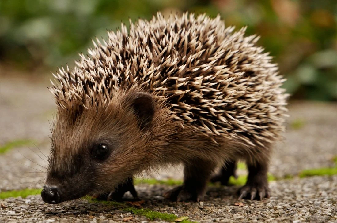 Daniel Moquet jardin herisson jardinier