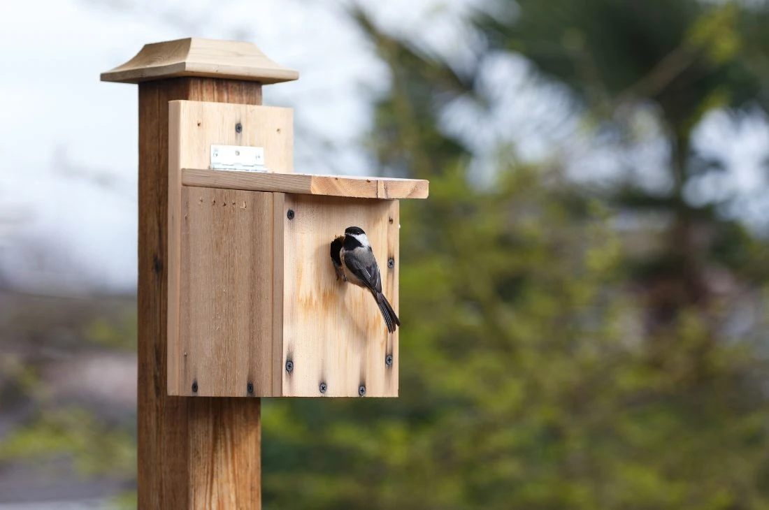 Daniel Moquet Jardin oiseaux cabane