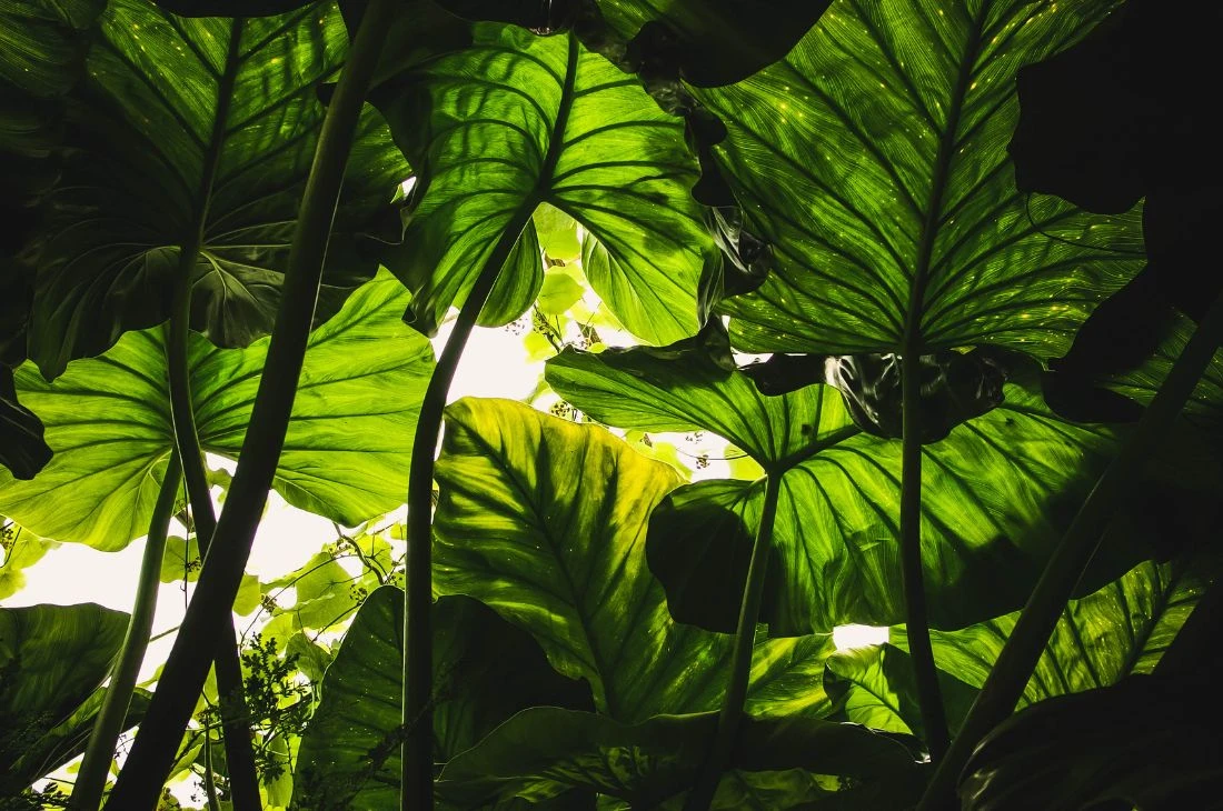 Daniel Moquet jardin feuille engrais plantes vertes 