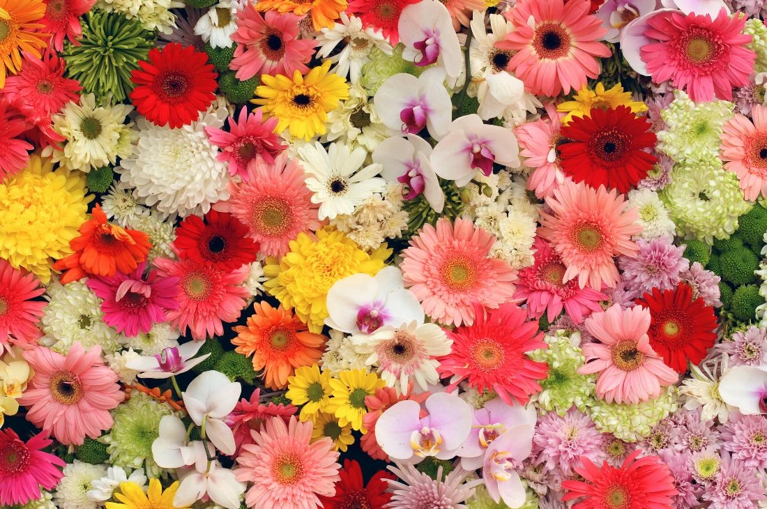 Daniel moquet jardin peinture vegetale