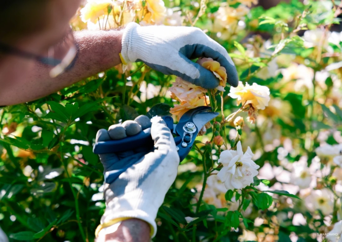 Daniel Moquet jardin automne 