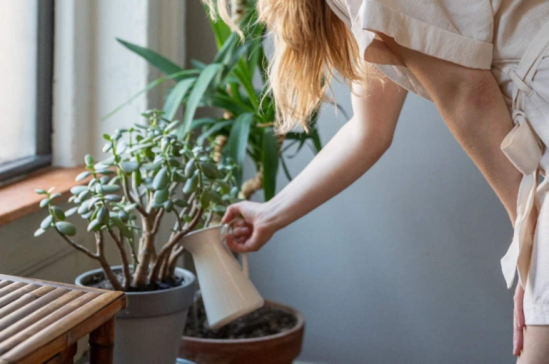 Daniel Moquet jardin végétaux