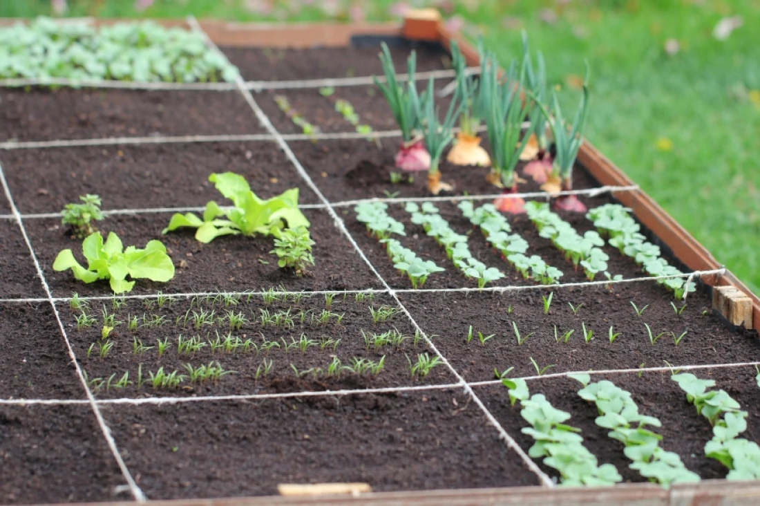 Daniel Moquet jardin potager legumes 