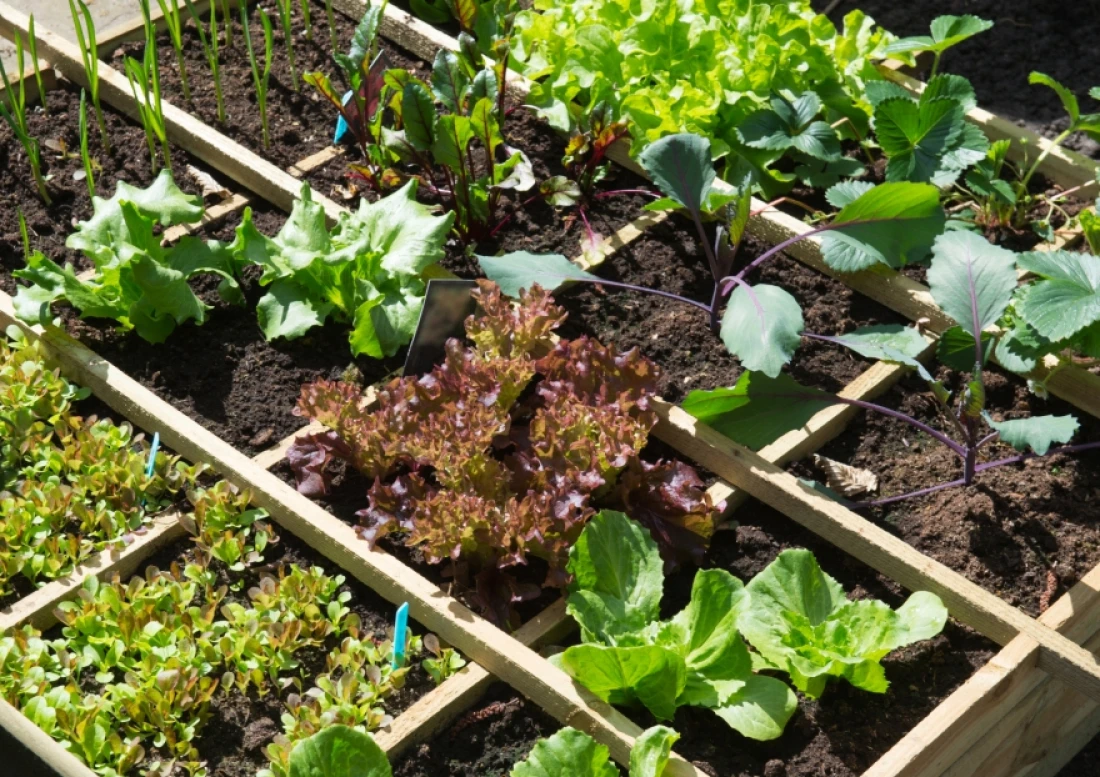 Daniel Moquet jardin potager plantes