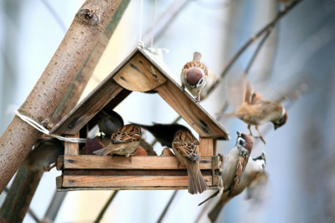 Daniel Moquet jardin oiseaux all&eacute;es cours terrasses 