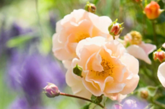 rose
