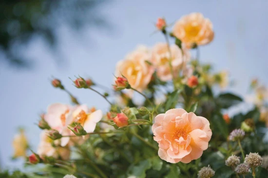 Roses