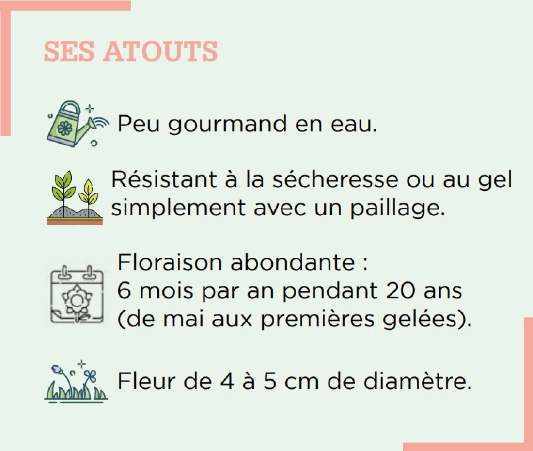 atouts rosier