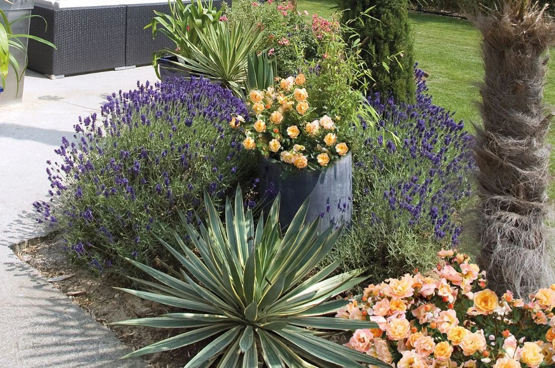 fleurs