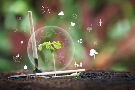 petite plante
