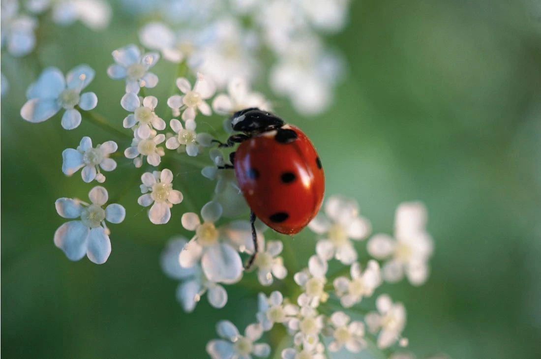 coccinelle 1