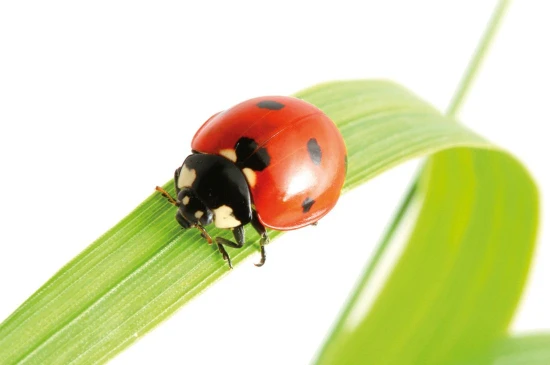 coccinelle sur feuille