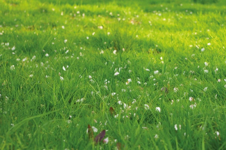 herbe