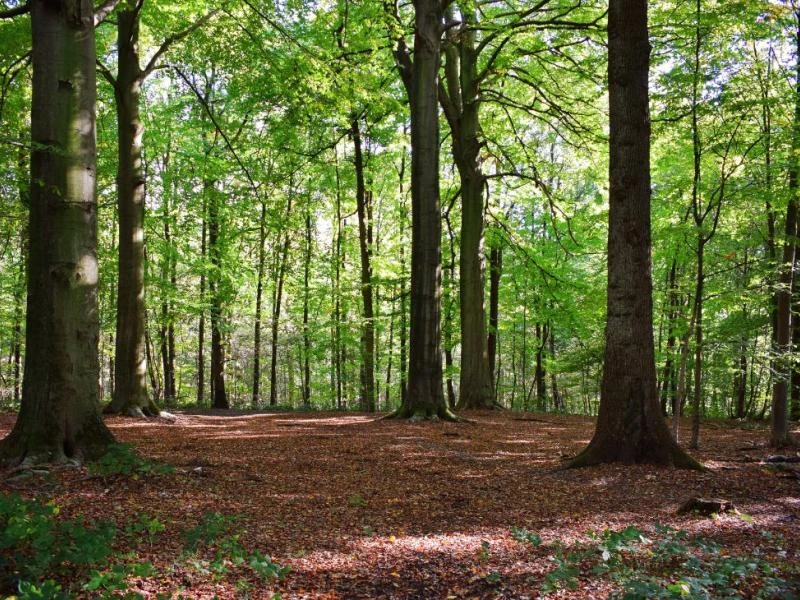 Pourquoi l'écorce est une partie vitale pour l'arbre ?