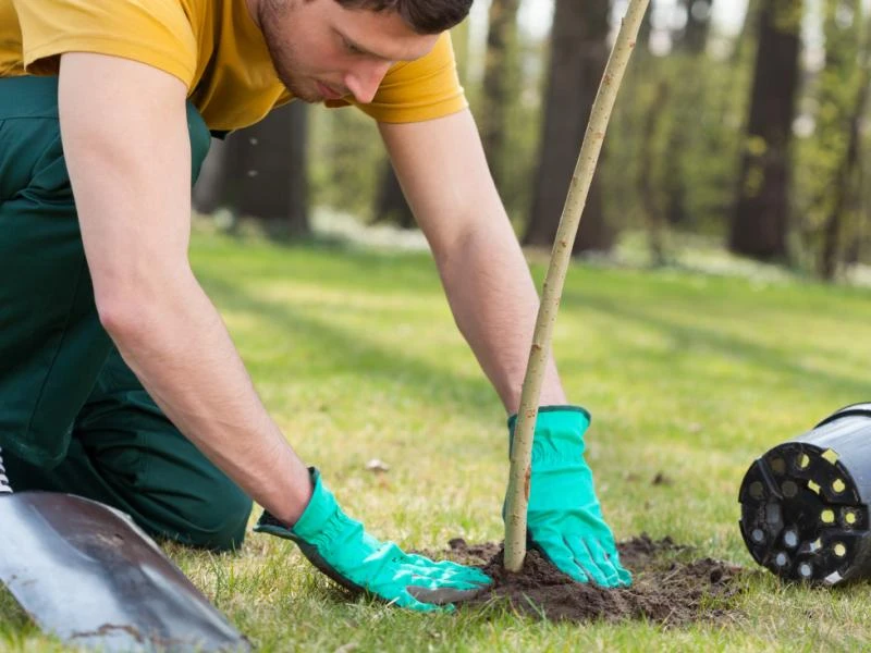 Pourquoi est-il préférable de planter les arbres fruitiers à l'automne ?