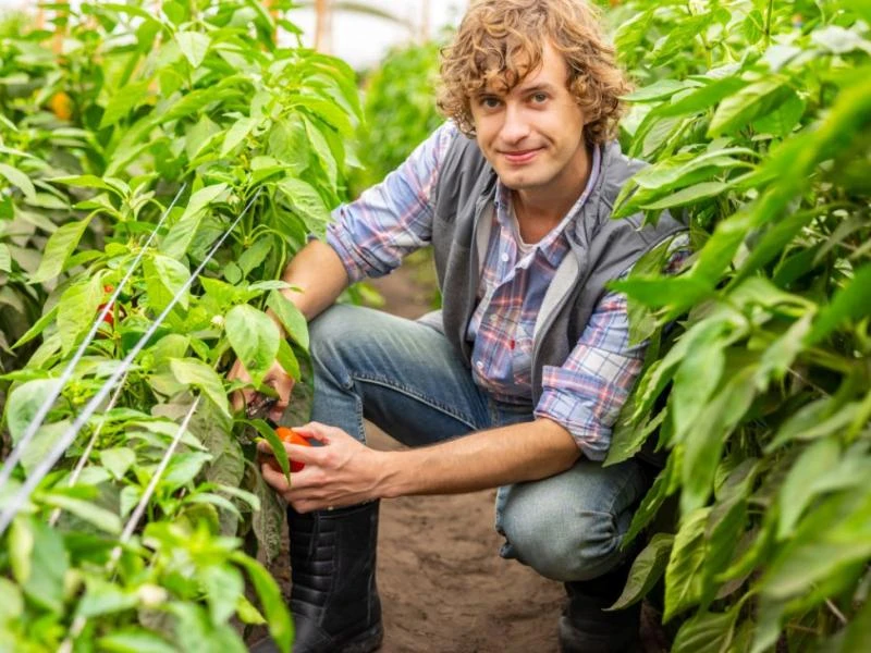 Serres et potagers connectés