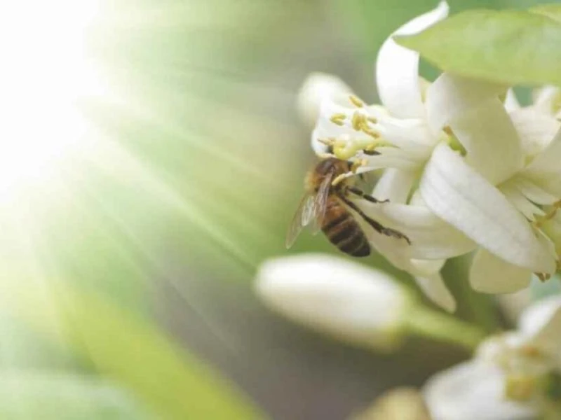 Les abeilles en danger