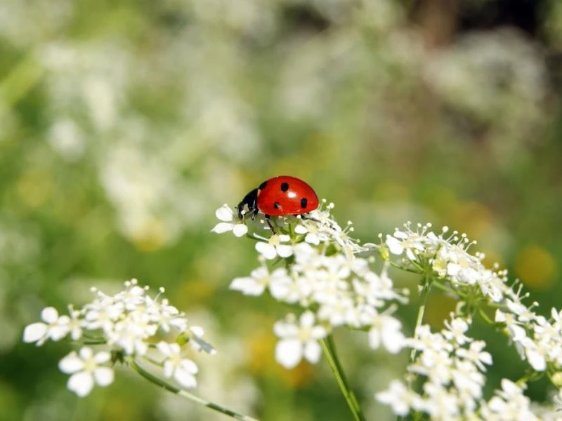 Lutter naturellement contre les parasites