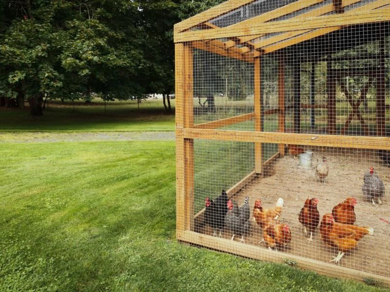 Installer un poulailler dans son jardin