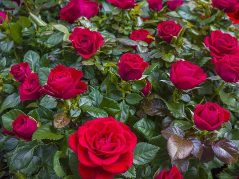 Plantation d'un rosier