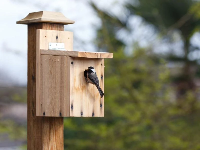 Construire sa cabane à oiseaux