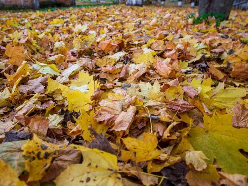 Fabriquer son propre paillis avec les déchets du jardin